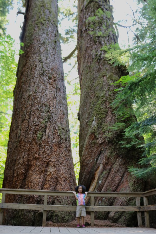 Grove-of-the-Patriarchs Grove-of-the-Patriarchs