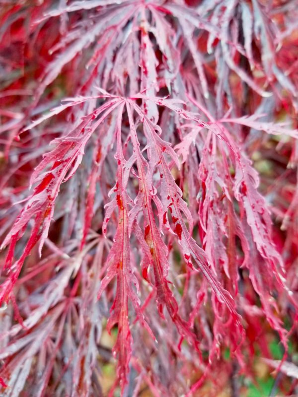 Highline Botanical Gardens