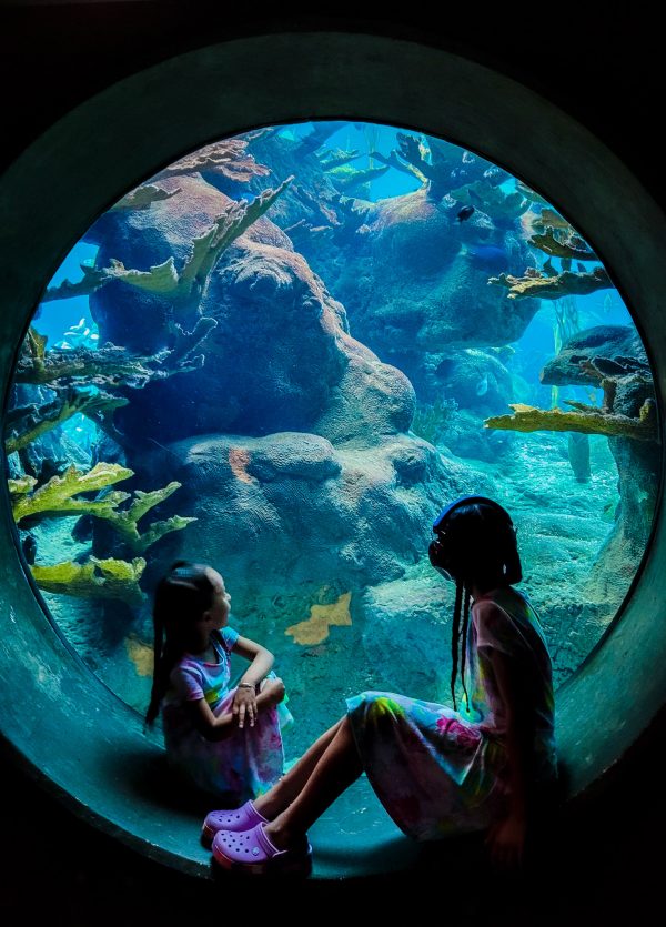 The-Florida-Aquarium-Circle-Tank