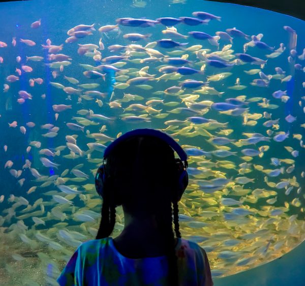 The-Florida-Aquarium-Fish