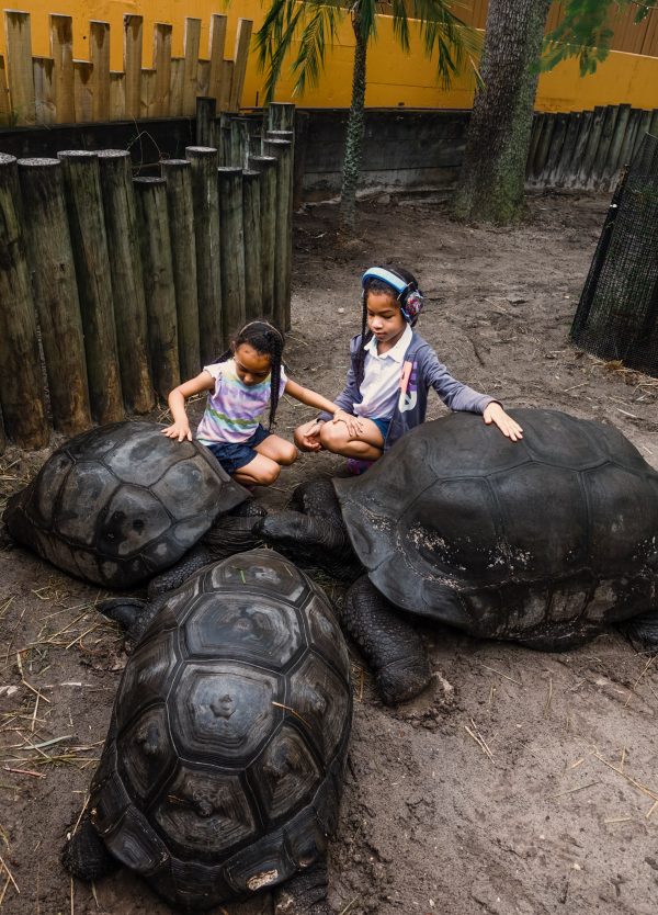 Zoo-Tampa-Tortoise-Encounter