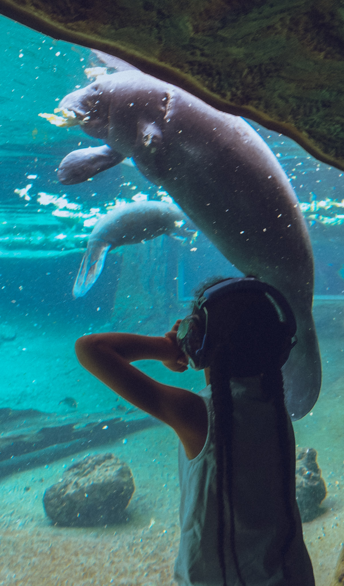 Zoo-Tampa-Manatees