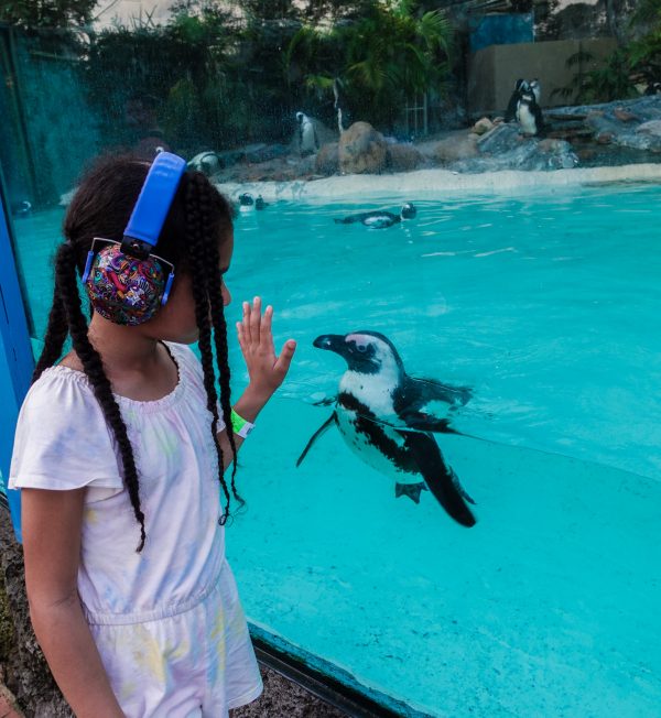 Busch-Gardens-Penguins